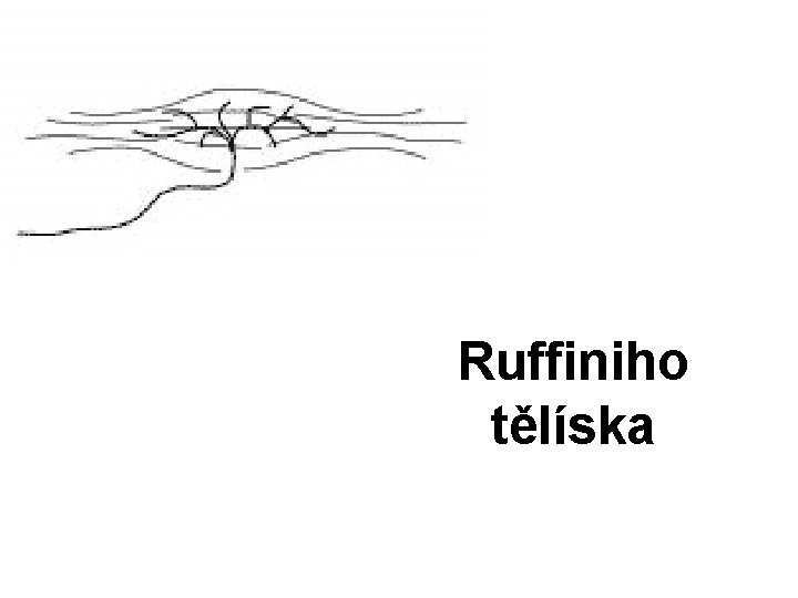 Ruffiniho tělíska 