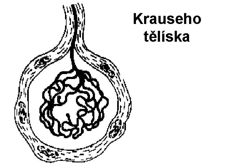 Krauseho tělíska 