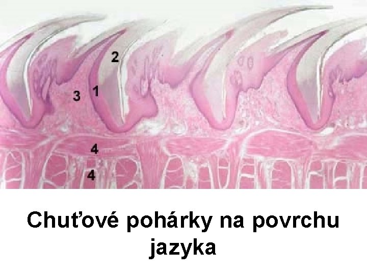Chuťové pohárky na povrchu jazyka 