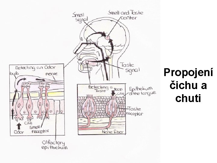 Propojení čichu a chuti 