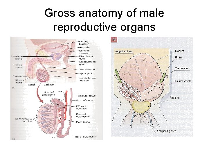 Gross anatomy of male reproductive organs 