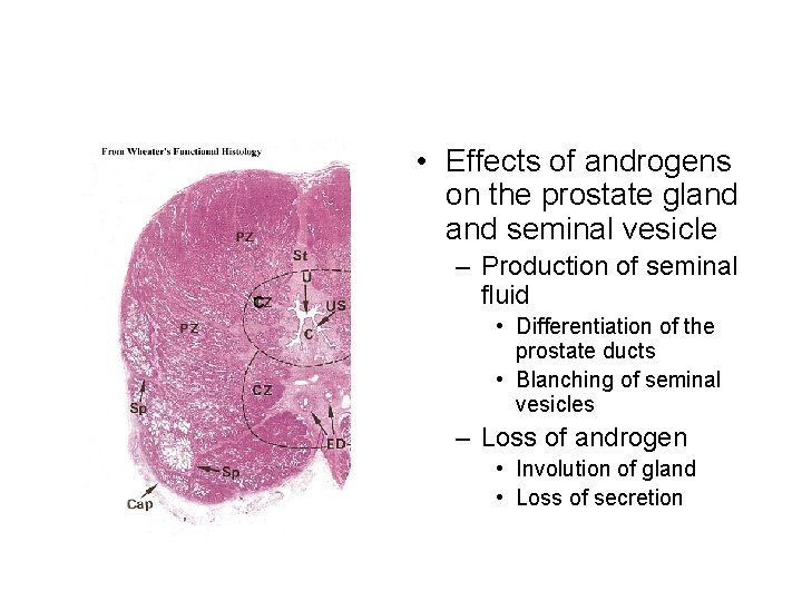  • Effects of androgens on the prostate gland seminal vesicle – Production of