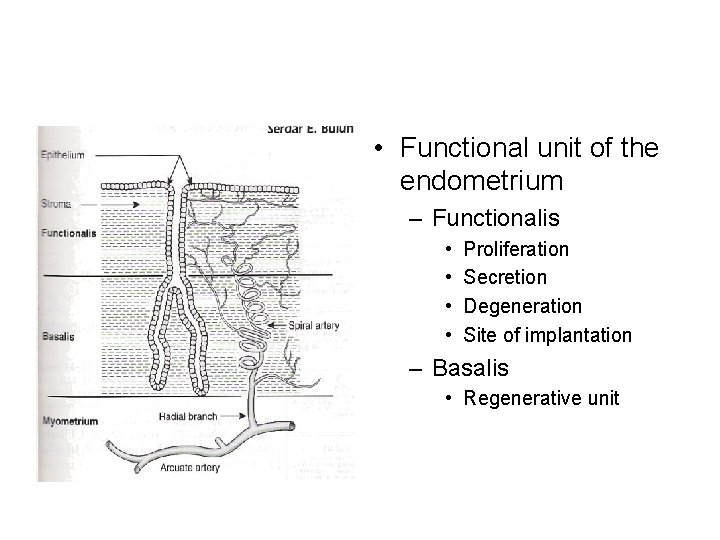  • Functional unit of the endometrium – Functionalis • • Proliferation Secretion Degeneration