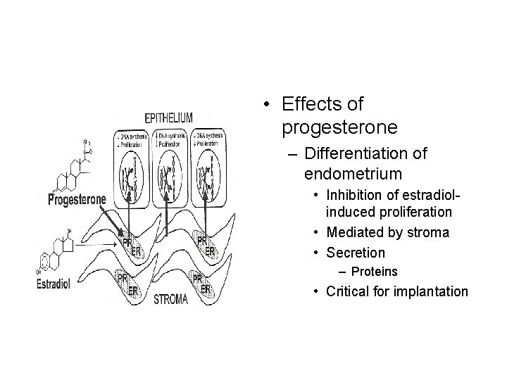  • Effects of progesterone – Differentiation of endometrium • Inhibition of estradiolinduced proliferation