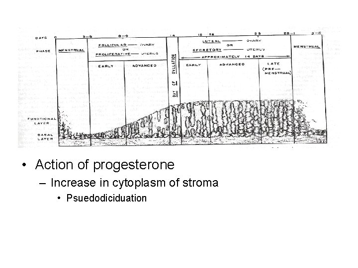  • Action of progesterone – Increase in cytoplasm of stroma • Psuedodiciduation 