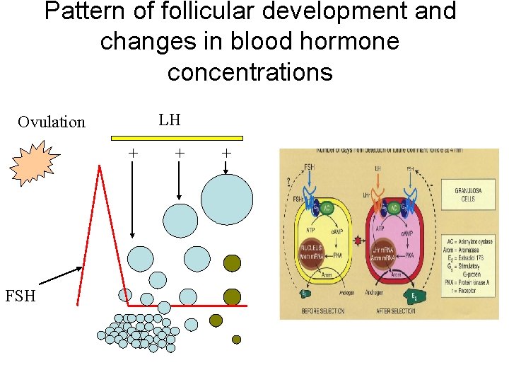 Pattern of follicular development and changes in blood hormone concentrations LH Ovulation + FSH