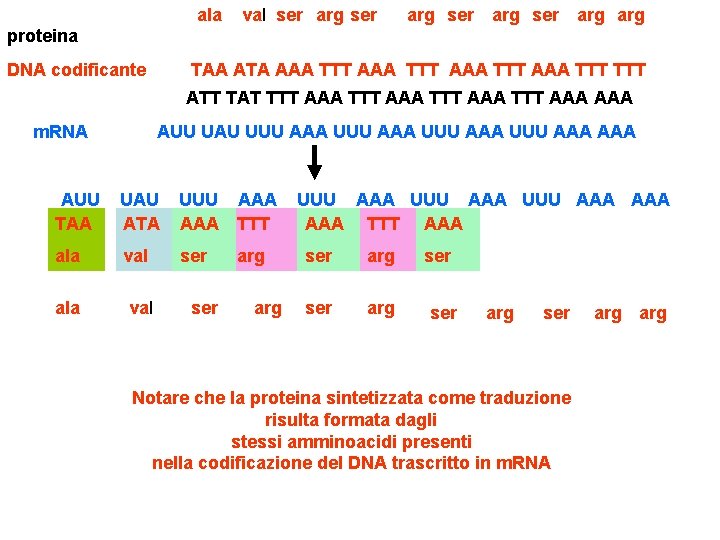 ala val ser arg arg proteina DNA codificante TAA ATA AAA TTT TTT ATT