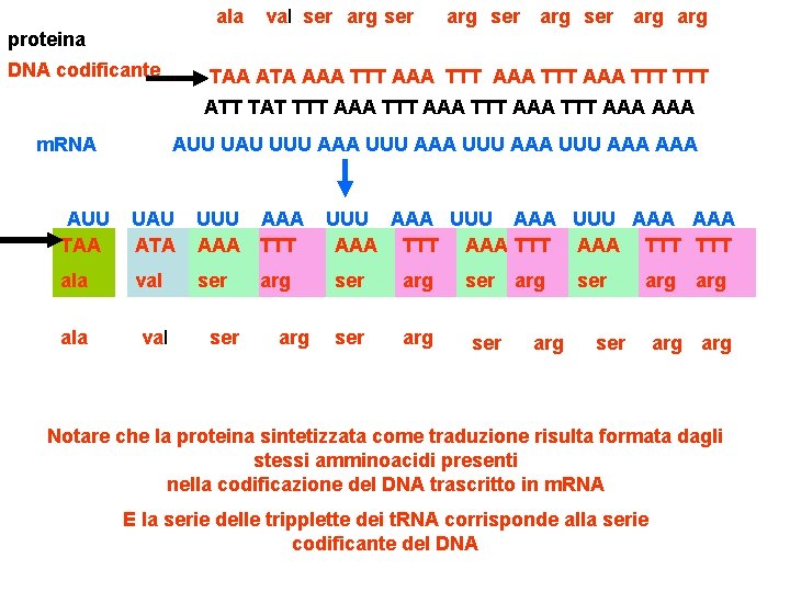 ala val ser arg arg proteina DNA codificante TAA ATA AAA TTT TTT ATT