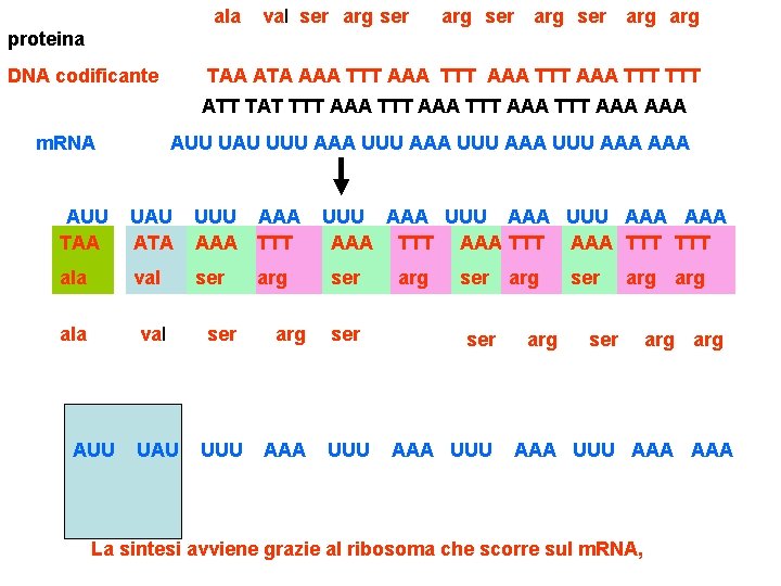 ala val ser arg arg proteina DNA codificante TAA ATA AAA TTT TTT ATT