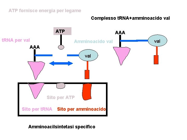 ATP fornisce energia per legame Complesso t. RNA+amminoacido val ATP t. RNA per val