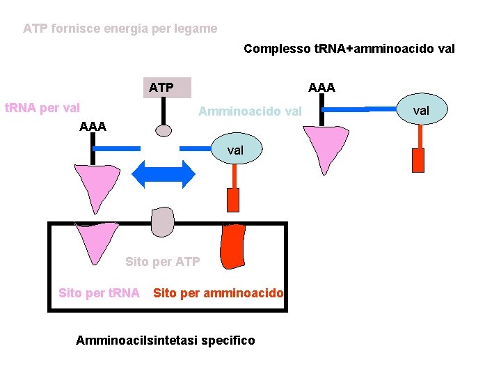 ATP fornisce energia per legame Complesso t. RNA+amminoacido val ATP t. RNA per val