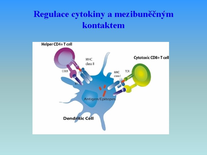 Regulace cytokiny a mezibuněčným kontaktem 