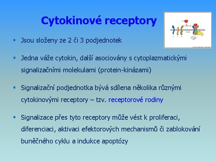 Cytokinové receptory § Jsou složeny ze 2 či 3 podjednotek § Jedna váže cytokin,