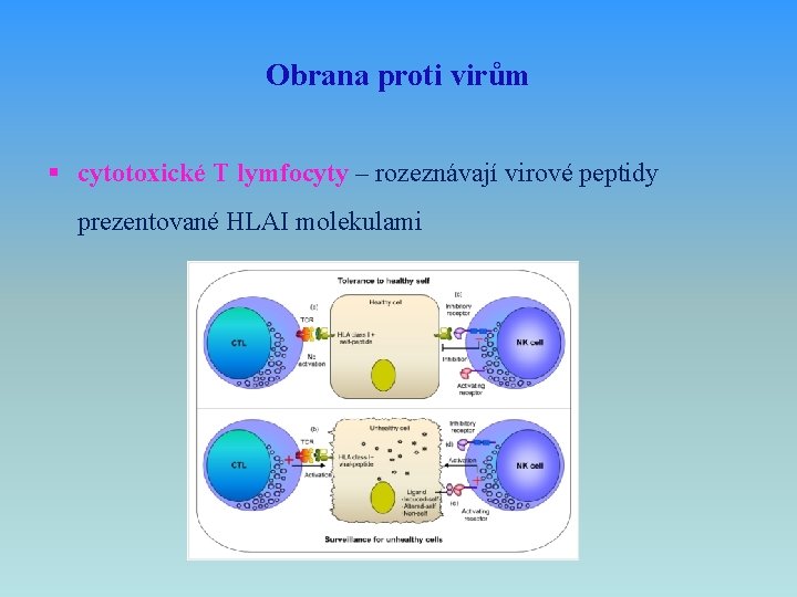 Obrana proti virům § cytotoxické T lymfocyty – rozeznávají virové peptidy prezentované HLAI molekulami