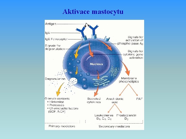 Aktivace mastocytu 