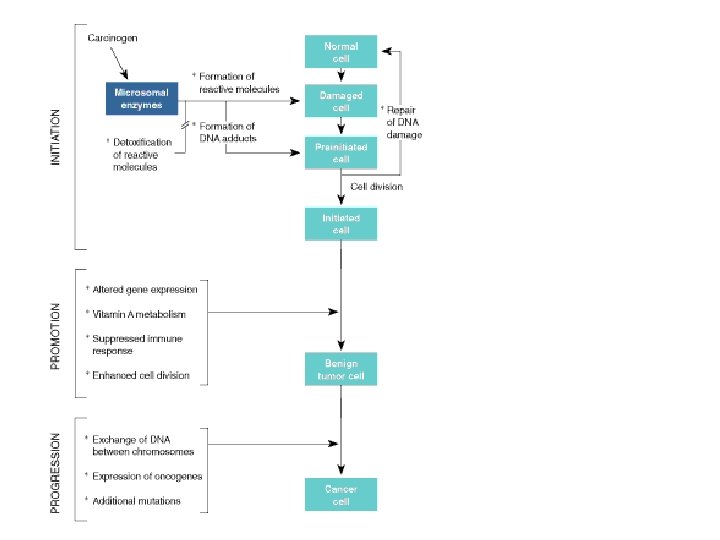 Carcinogenesis Stages Mechanisms Eva Szabo Gail L Shaw