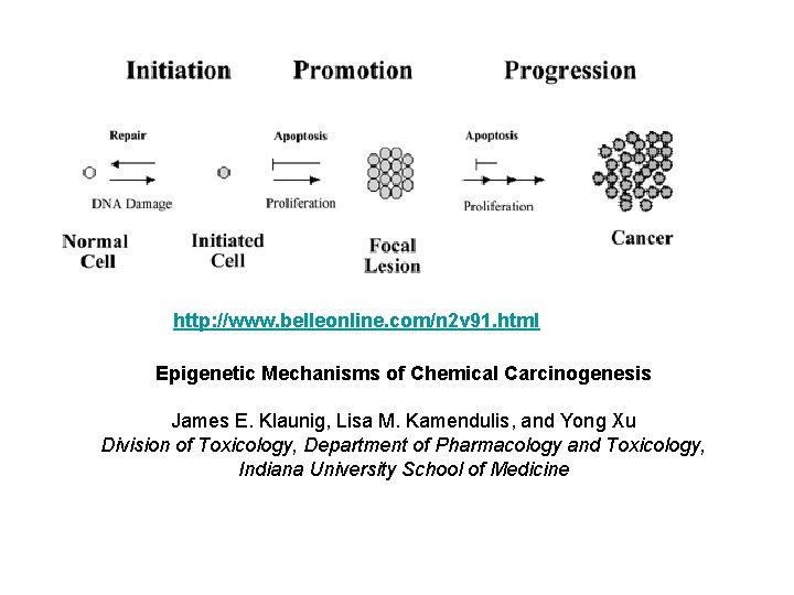 Carcinogenesis Stages Mechanisms Eva Szabo Gail L Shaw