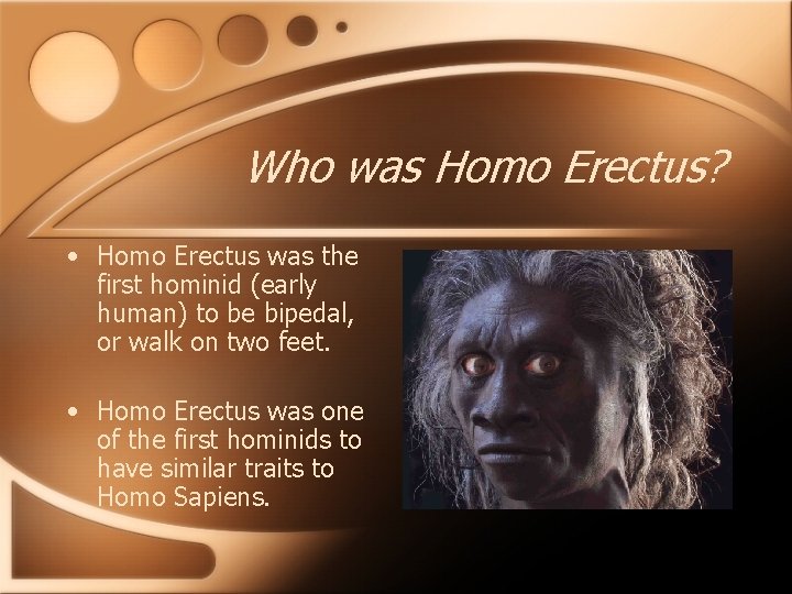 Who was Homo Erectus? • Homo Erectus was the first hominid (early human) to