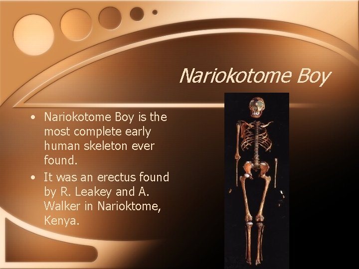 Nariokotome Boy • Nariokotome Boy is the most complete early human skeleton ever found.