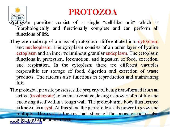 PROTOZOA Protozoan parasites consist of a single "cell-like unit" which is morphologically and functionally