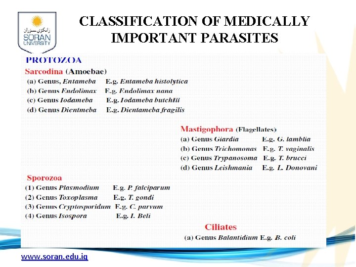 CLASSIFICATION OF MEDICALLY IMPORTANT PARASITES www. soran. edu. iq 