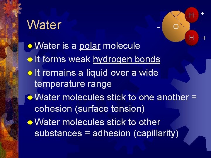 Water ® Water H + - O H is a polar molecule ® It Water ® Water H + - O H is a polar molecule ® It