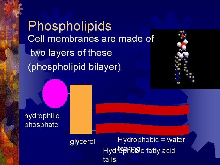 Phospholipids Cell membranes are made of two layers of these (phospholipid bilayer) hydrophilic phosphate Phospholipids Cell membranes are made of two layers of these (phospholipid bilayer) hydrophilic phosphate