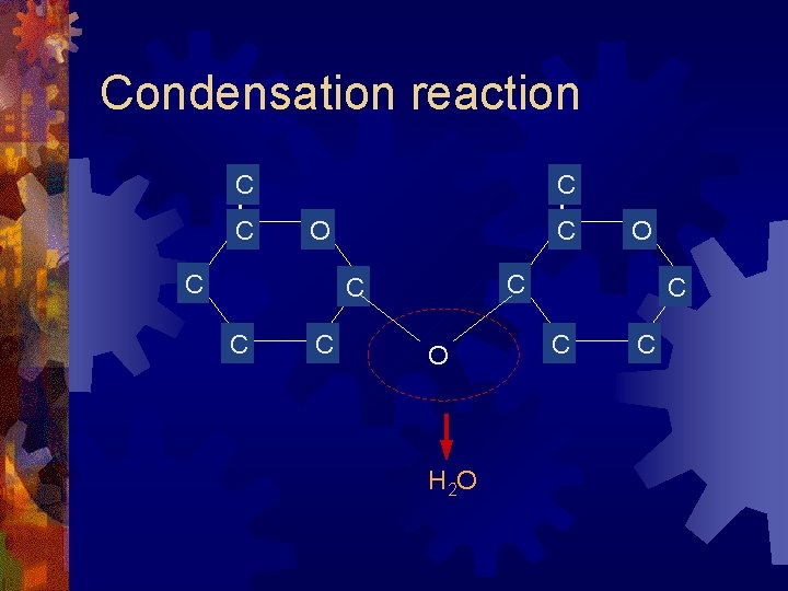 Condensation reaction C C C O O H 2 O C C C Condensation reaction C C C O O H 2 O C C C