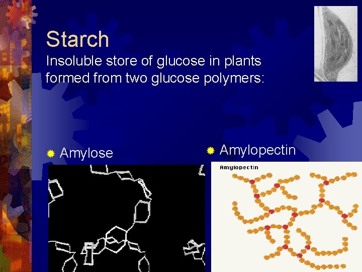 Starch Insoluble store of glucose in plants formed from two glucose polymers: ® Amylose Starch Insoluble store of glucose in plants formed from two glucose polymers: ® Amylose