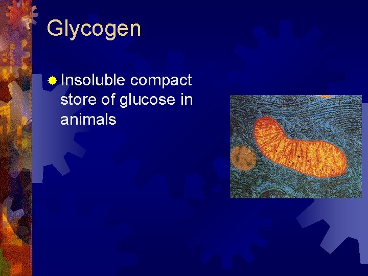 Glycogen ® Insoluble compact store of glucose in animals Glycogen ® Insoluble compact store of glucose in animals