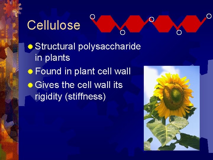 Cellulose ® Structural O O polysaccharide in plants ® Found in plant cell wall Cellulose ® Structural O O polysaccharide in plants ® Found in plant cell wall