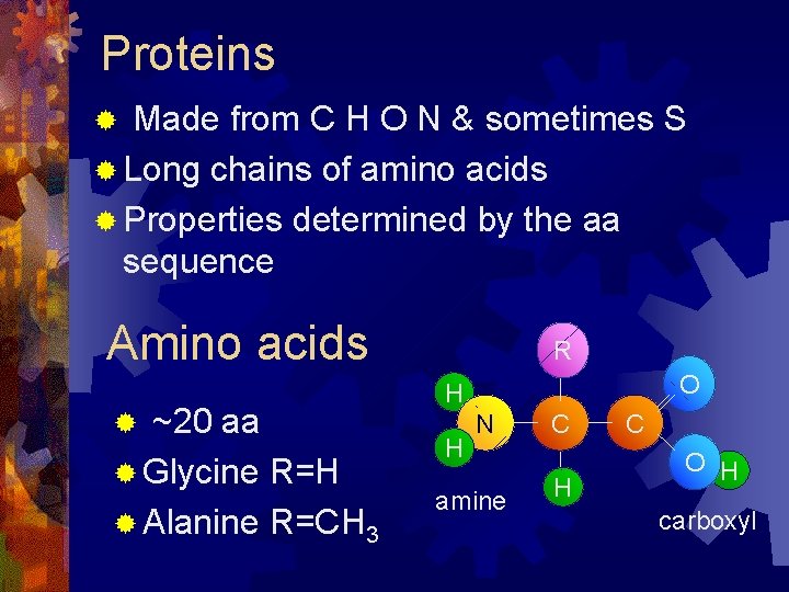 Proteins Made from C H O N & sometimes S ® Long chains of Proteins Made from C H O N & sometimes S ® Long chains of