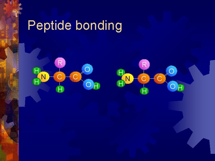 Peptide bonding R H H N C H C O OH Peptide bonding R H H N C H C O OH