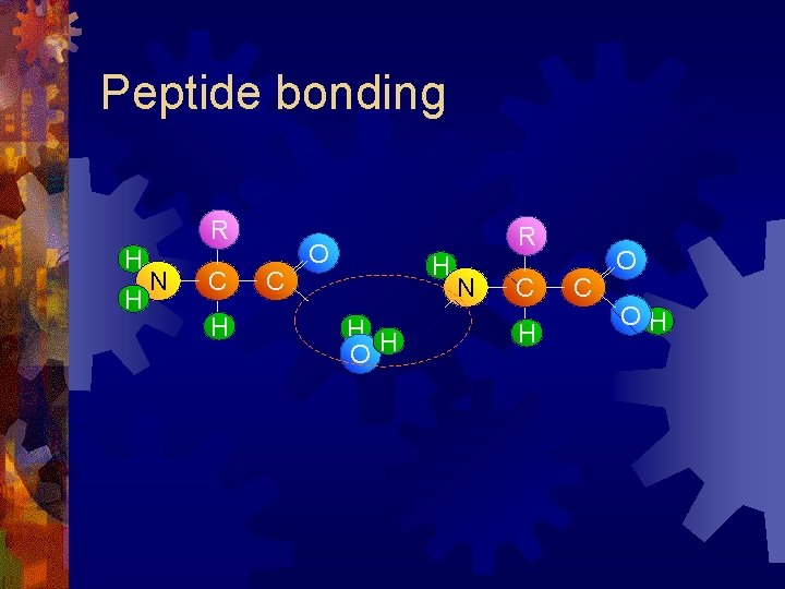Peptide bonding R H H N C H C R O H H H Peptide bonding R H H N C H C R O H H H