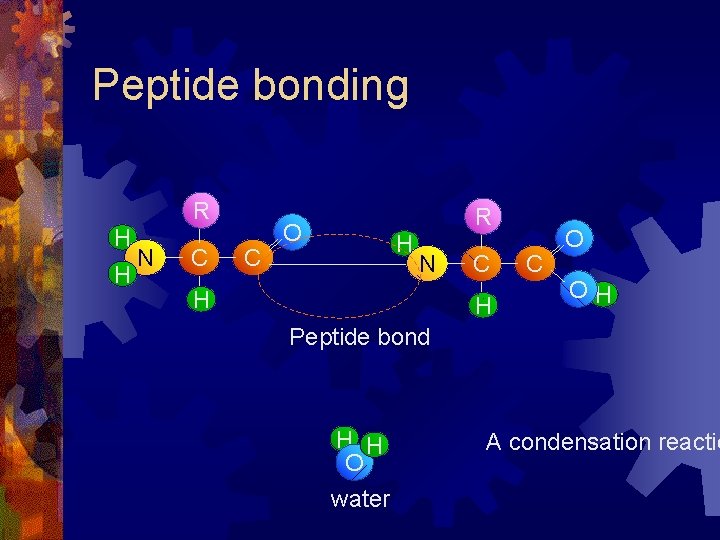 Peptide bonding R H H N C C R O H N H C Peptide bonding R H H N C C R O H N H C