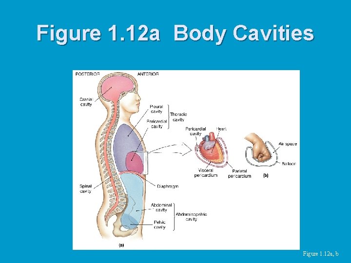 Figure 1. 12 a Body Cavities Figure 1. 12 a, b 