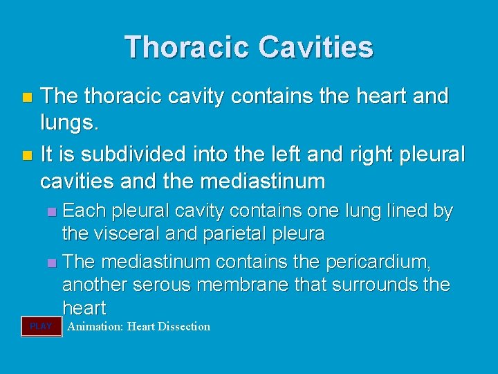 Thoracic Cavities The thoracic cavity contains the heart and lungs. n It is subdivided