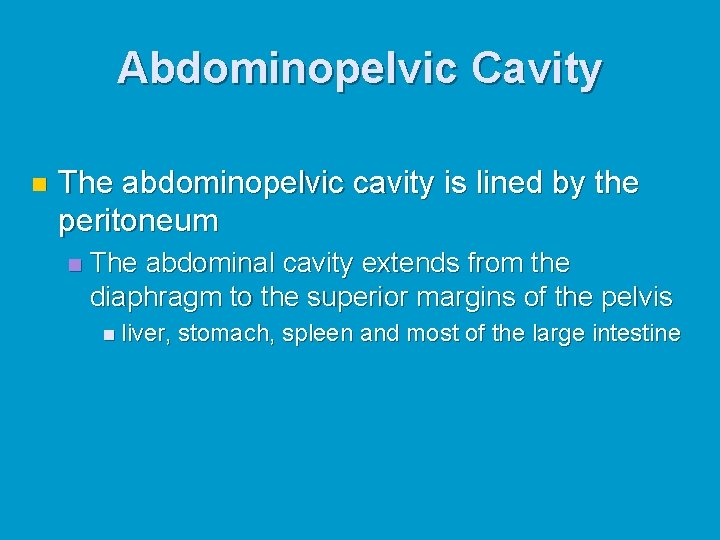 Abdominopelvic Cavity n The abdominopelvic cavity is lined by the peritoneum n The abdominal