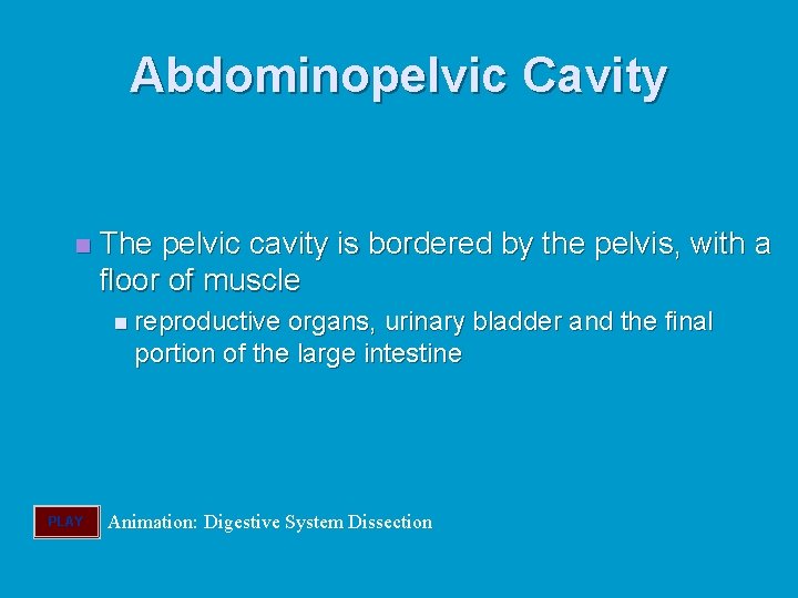 Abdominopelvic Cavity n The pelvic cavity is bordered by the pelvis, with a floor