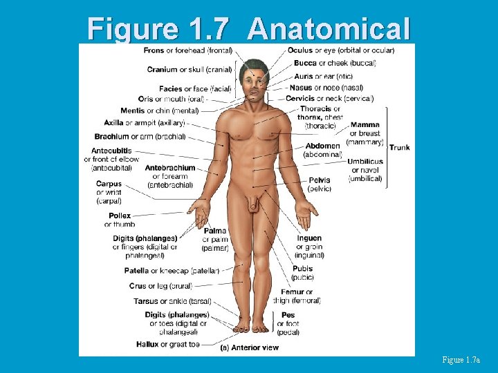 Figure 1. 7 Anatomical Landmarks Figure 1. 7 a 