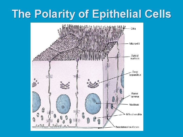 The Polarity of Epithelial Cells 