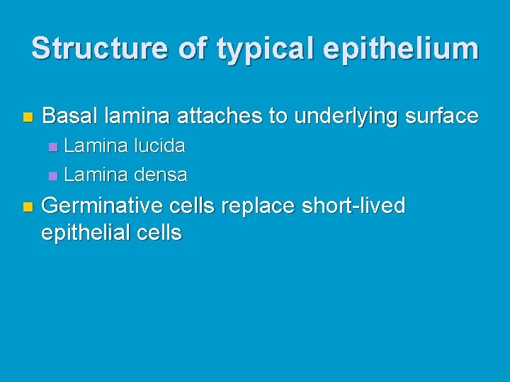 Structure of typical epithelium n Basal lamina attaches to underlying surface Lamina lucida n