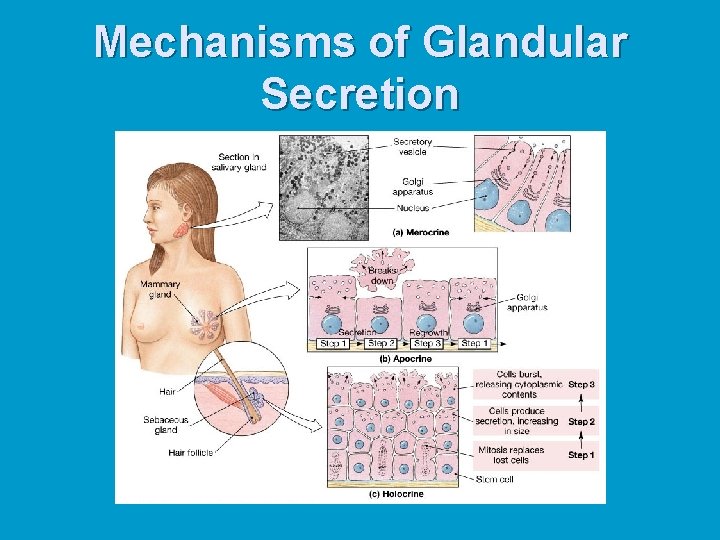 Mechanisms of Glandular Secretion 