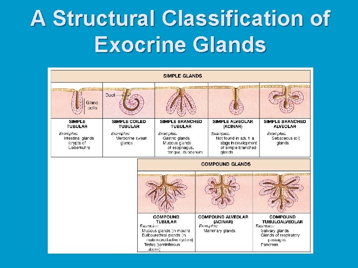 A Structural Classification of Exocrine Glands 
