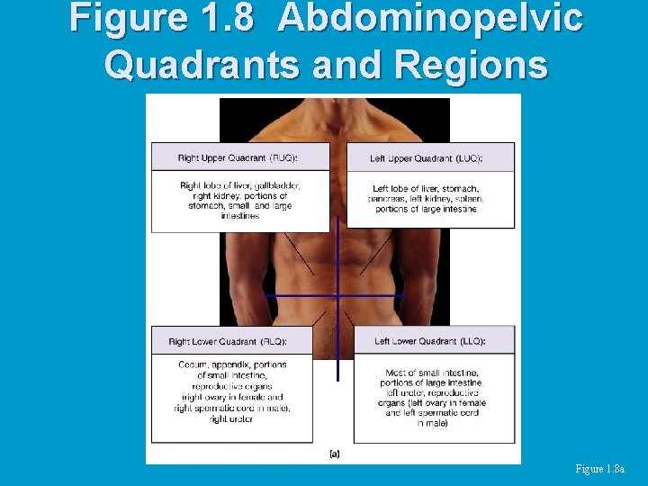 Figure 1. 8 Abdominopelvic Quadrants and Regions Figure 1. 8 a 