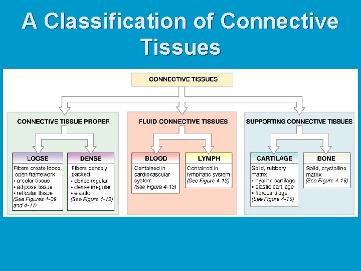 A Classification of Connective Tissues 