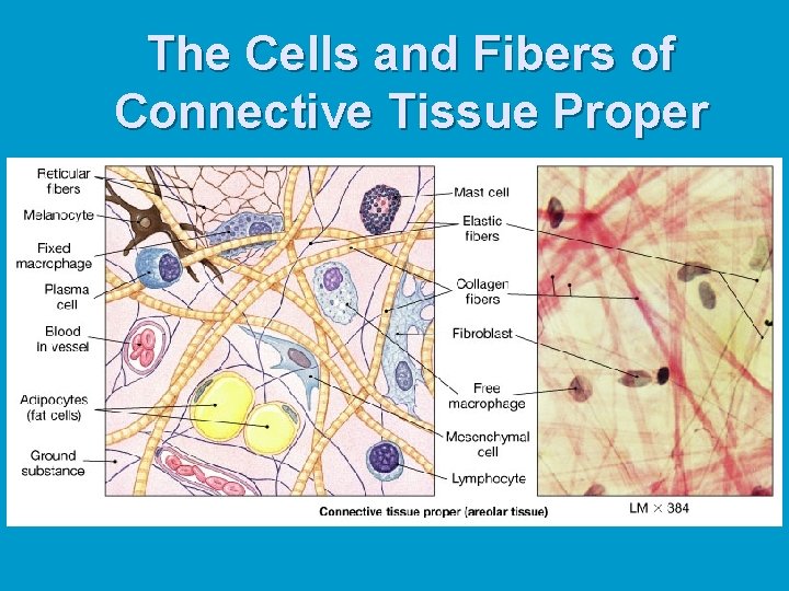 The Cells and Fibers of Connective Tissue Proper 