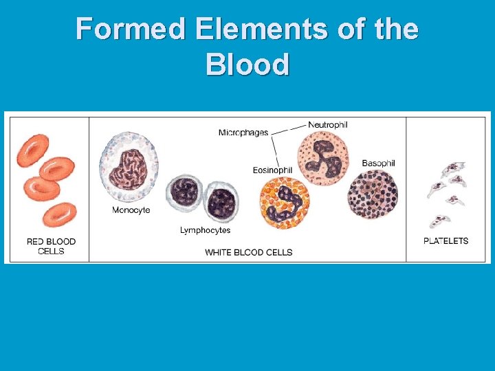 Formed Elements of the Blood 