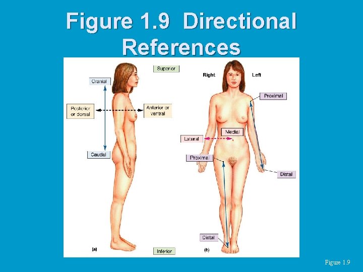 Figure 1. 9 Directional References Figure 1. 9 
