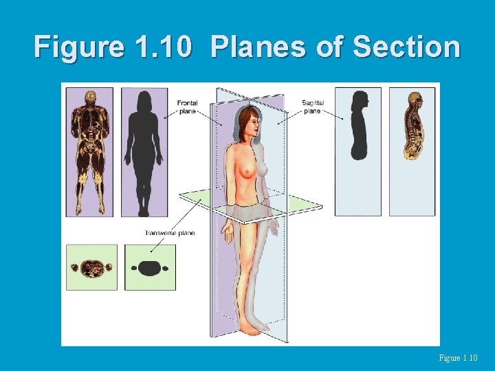 Figure 1. 10 Planes of Section Figure 1. 10 